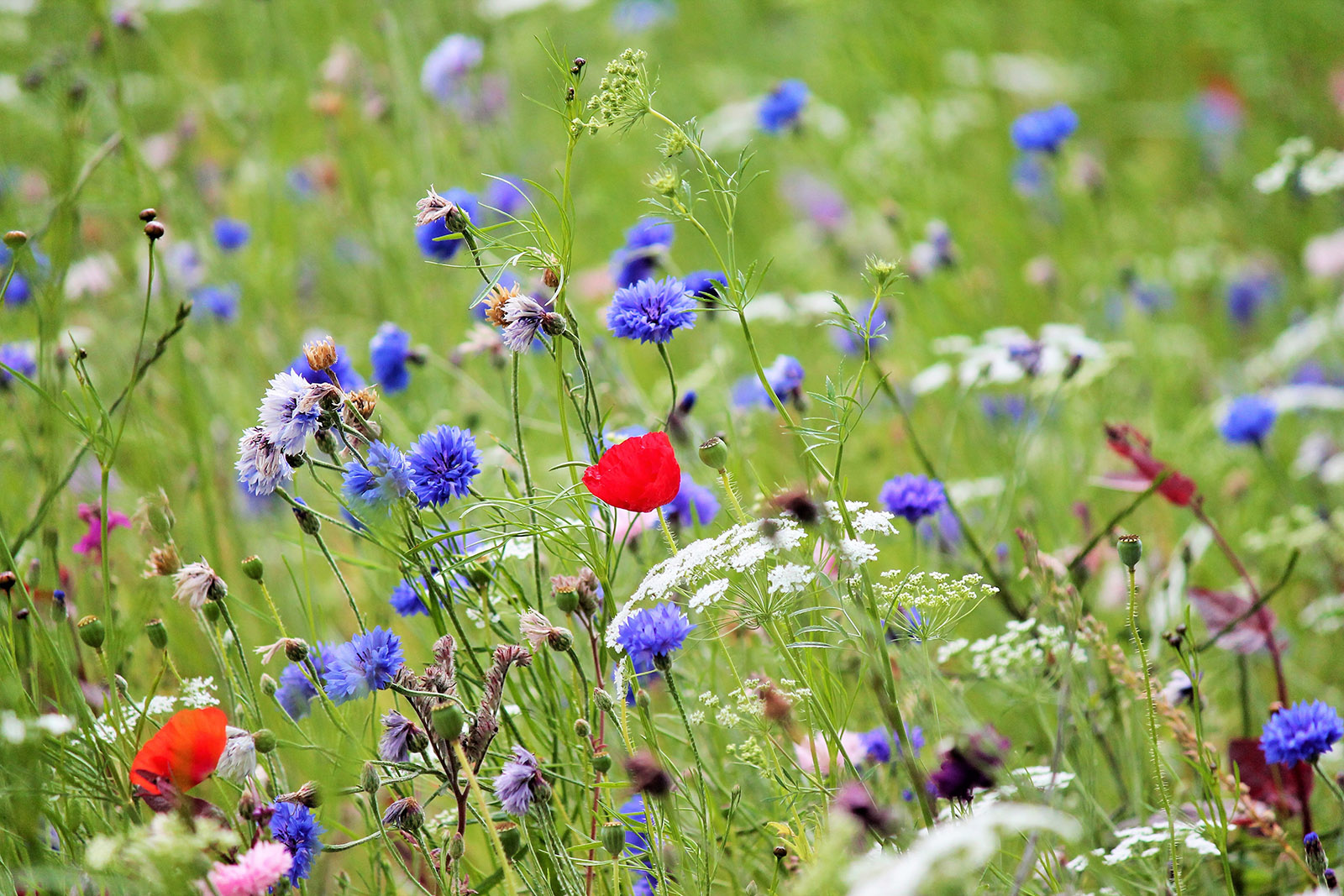 Otterpool Park Biodiversity Meadow