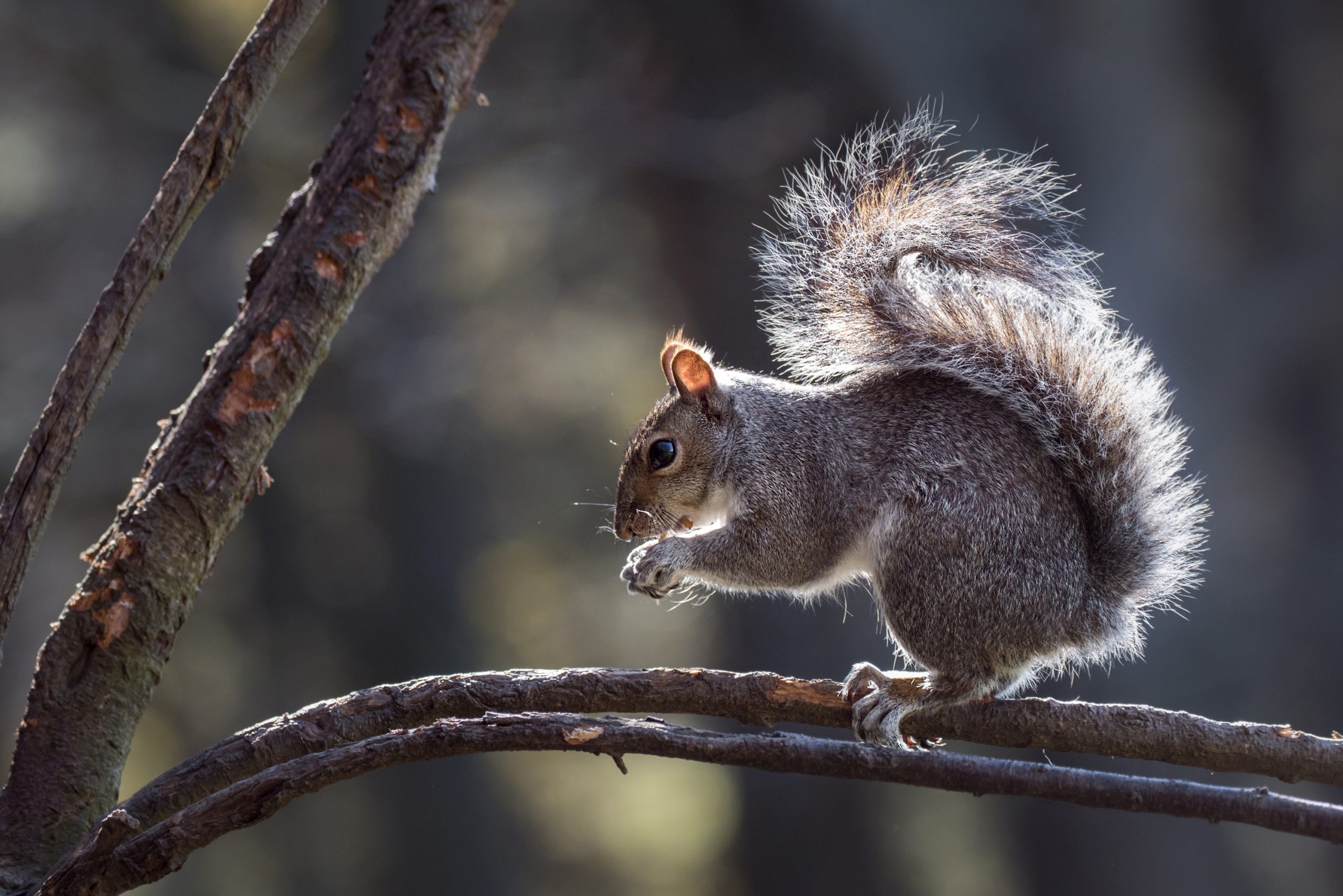 grey squirrel - homes for wildlife